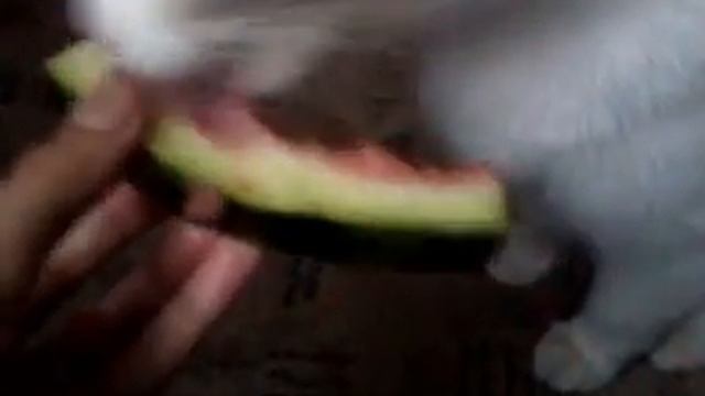 киса кушает арбуз смотреть онлайн