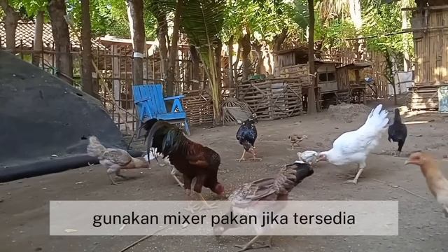 TIPS PINTAR MEMBUAT PUR AYAM MURAH BERKUALITAS PELET AYAM KAMPUNG DARI BAHAN ALAMI || TERNAK AYAM смотреть онлайн