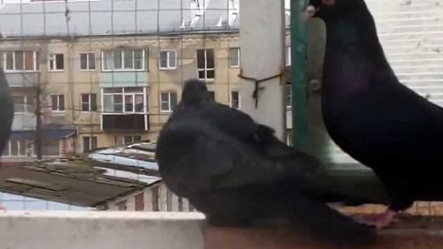 Ижевские чёрные и белохвостые. г. Муром 15.10.2020г / 89209037332 смотреть онлайн