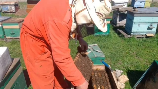 Ч.1 Первое расширение в семьях на рамку Рута . 8 апреля 2024г. смотреть онлайн