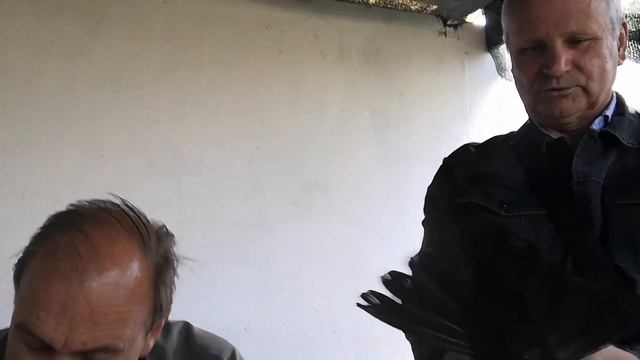 Большой приём голубей на голубедром г.Шахтёрск 17.09.23 смотреть онлайн