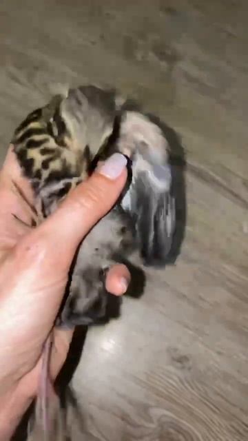 РАНЕНЫЙ СЛЁТОК ПИПИШКА, ПОСЛЕ БОЯ С КОТИКАМИ 😢