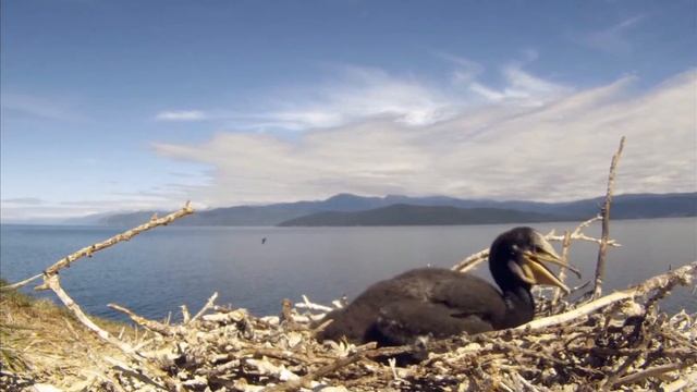 Крик Баклана. смотреть онлайн