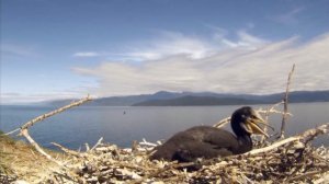 Крик Баклана.