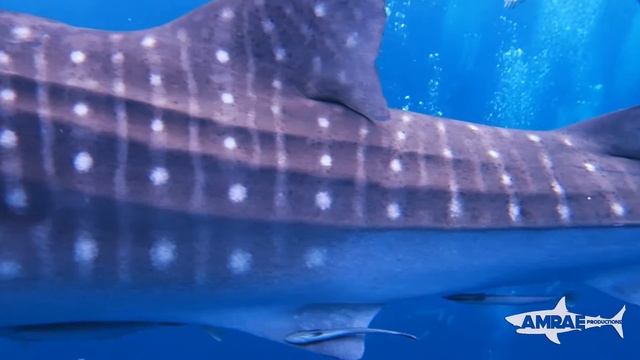 Whale Shark in Koh Tao смотреть онлайн