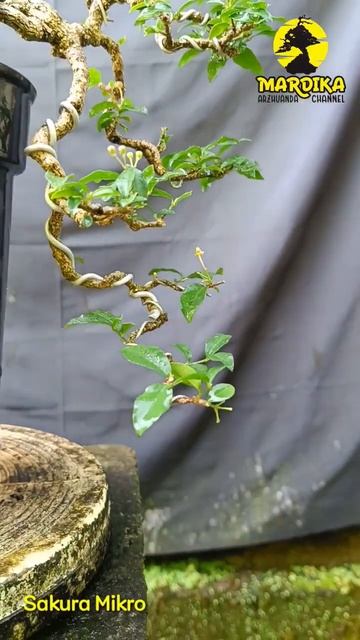 Bonsai Mame Sakura Mikro Mulai Muncul bakal bunga @DikaBonsai23 смотреть онлайн