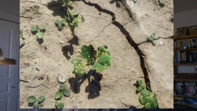 Canola School: When and where to scout for flea beetles смотреть онлайн