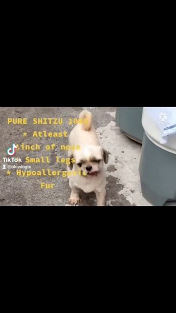 SHIH TZU PURE 100% HOW TO KNOW IF PURE SHI TZU #like #shitzu #animals #comment #doglover #subscribe смотреть онлайн