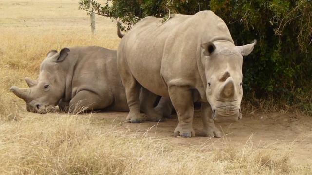 Northern White Rhinos - The last two females. смотреть онлайн