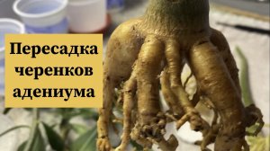 Адениумы. Пересаживаю черенки. Любуюсь корешками. Обрабатываю от мучнистого червеца. 6 марта 2025 г.
