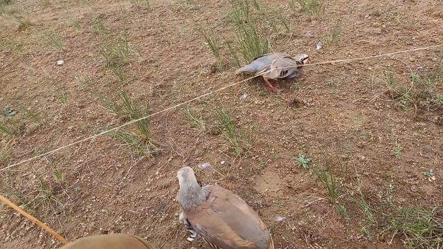 охота кеклики смотреть онлайн