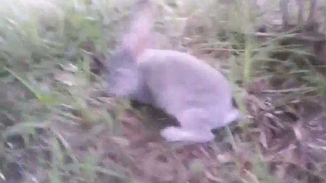 гуляю с кроликом