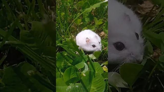 хомяк кушает кльэвир смотреть онлайн