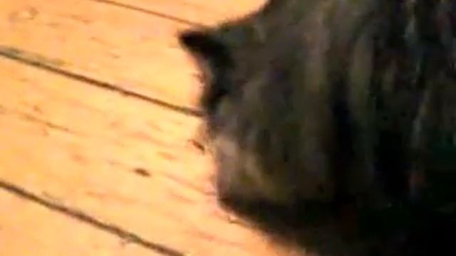 читающая кошка смотреть онлайн