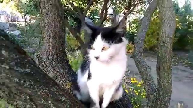 Элечка сидит на дереве! смотреть онлайн