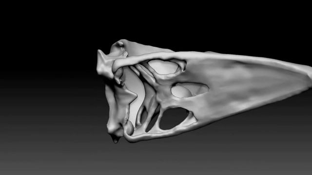 Raven Skull - Zbrush Timelapse смотреть онлайн