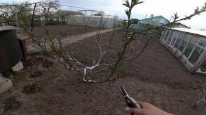 обрезка персика по розовому бутону