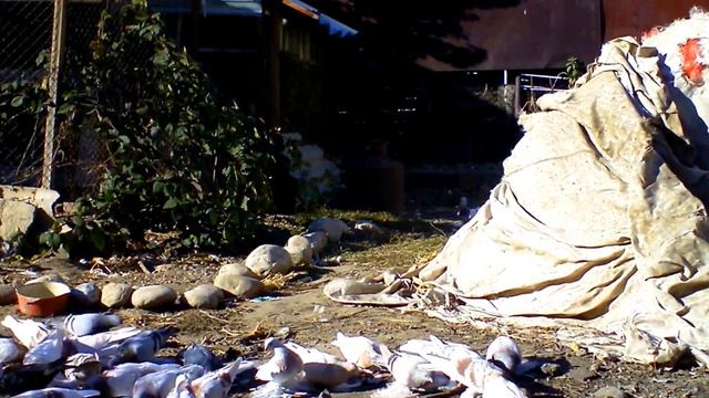 Молодежь голуби Кз долинивают набирают витамины. смотреть онлайн