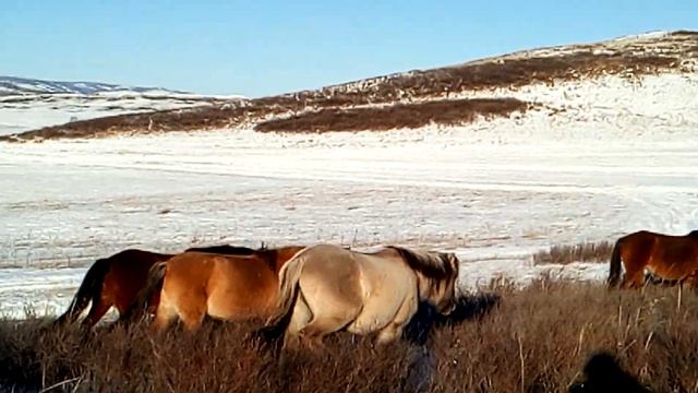 Башкирские лошади,жеребец,тебеневка. смотреть онлайн