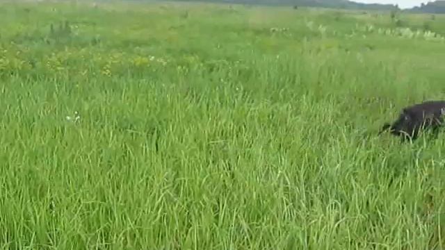 Коростель и перепела смотреть онлайн