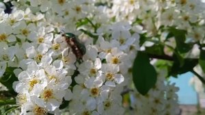 жуки жужжат