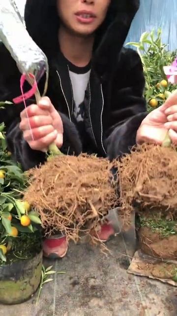 Graft a fruit tree with a drill Apple pear to instill in the pear tree #grafting #grafting with d смотреть онлайн