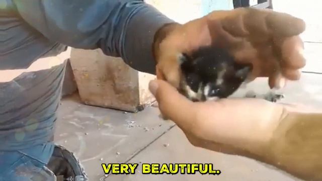 4 Puppies Meowed for Help Until They Opened the Floor to Save Them... смотреть онлайн