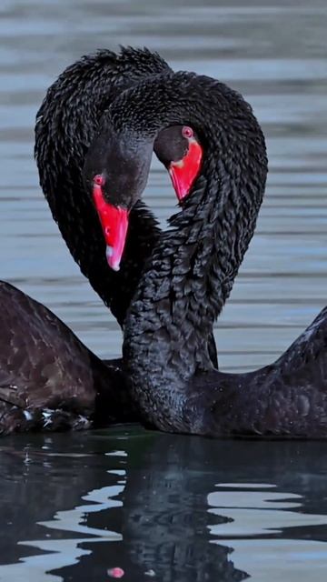 Beautiful Black Swan I schöne schwarze Schwäne #shorts #animals смотреть онлайн