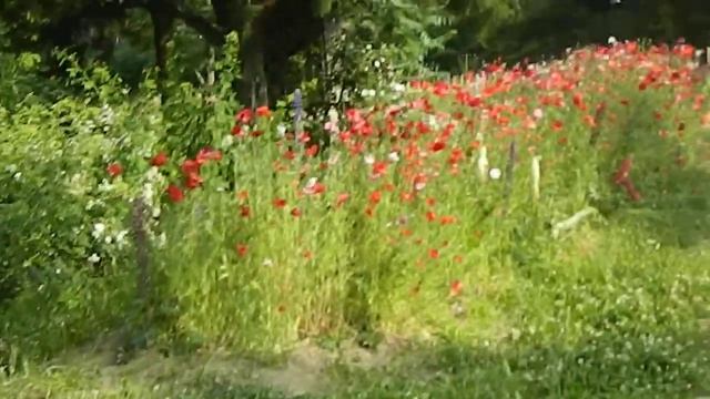 Lupine Or Lupinus Flowers Are Also In Full Blossom Here At EXPO 70 Commemoration Park!