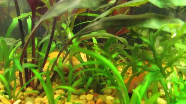 New Fluval LED Lighting & Current USA Ramp Timer смотреть онлайн