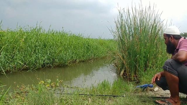 Big Piranha Fish Catching|Red bellied Fishing|Grass carp Fishing|piranha Fishing|Rup Chand Fishing смотреть онлайн