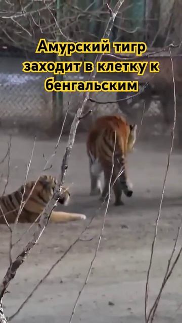 Амурский тигр в клетке с Бенгальскими. Батя в хате! 😎😎 смотреть онлайн