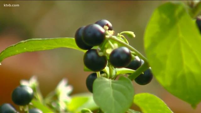 You Can Grow It: How to grow huckleberries in your backyard смотреть онлайн