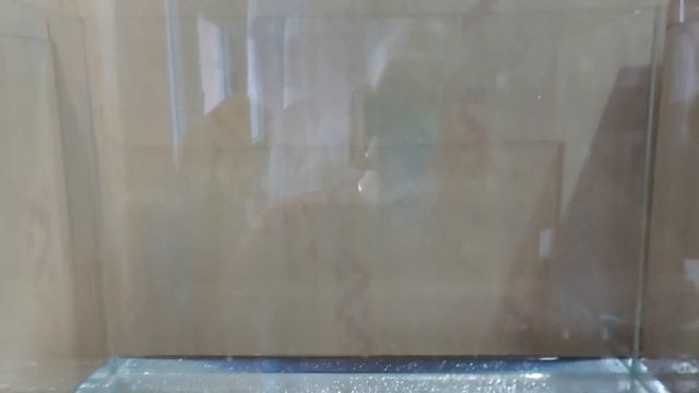 Проверка нового аквариума на прочность. Мальки анциструса. смотреть онлайн