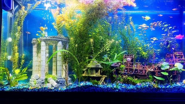 Аквариум. Обзор моего 300 литрового пресного аквариума. смотреть онлайн