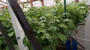 выращивание картофеля сорт Вализа методом аэропоника гидропоника в теплице Рогачево