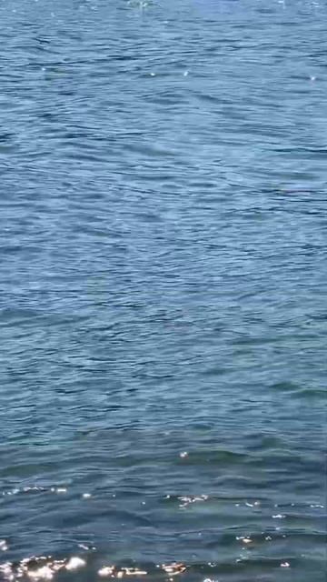 Центр Парижа, Крыс вышел погреться #rat #крыса #new смотреть онлайн