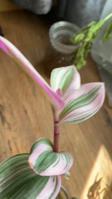 Fantasy Venice Tradescantia Albiflora propagation in Water - Diary of a Water Garden - #watergarde смотреть онлайн