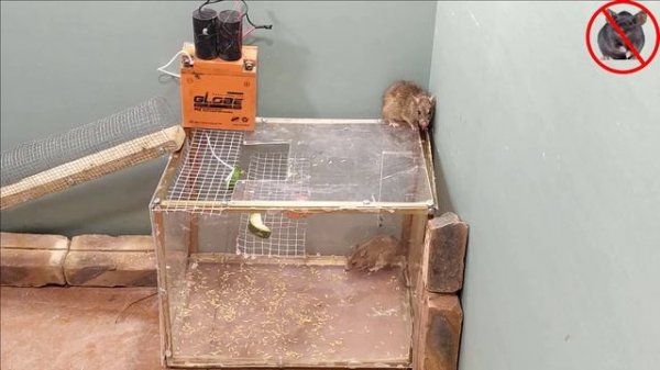 Electric mouse trap with 12v battery - Best homemade mouse trap - mouse trap from fish tank