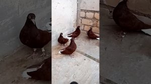 красные белохвостые