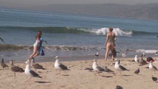 Crazy Bird Prank!! смотреть онлайн