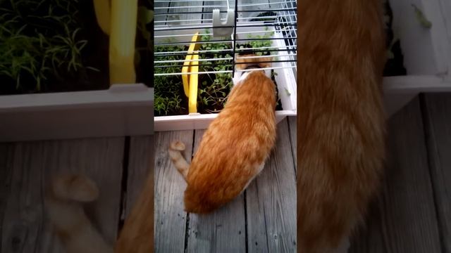 Рыжик ест редиску и укроп )