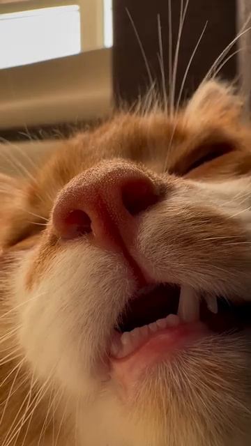 сладкий сон бублика☺️🐈⬛