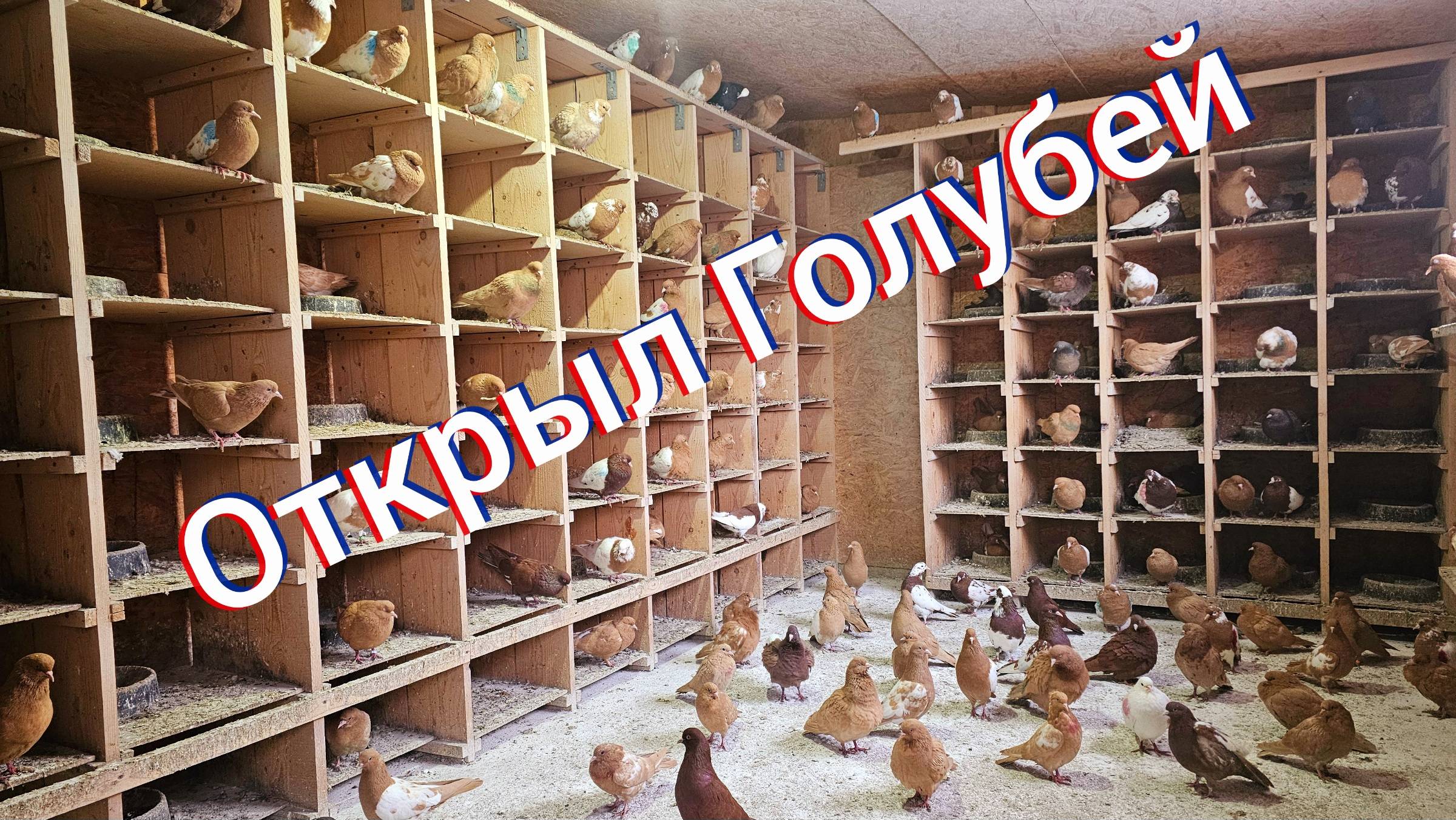 Открыл- выпустил голубей смотреть онлайн