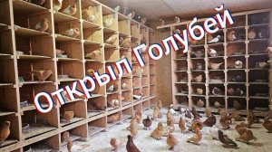 Открыл- выпустил голубей