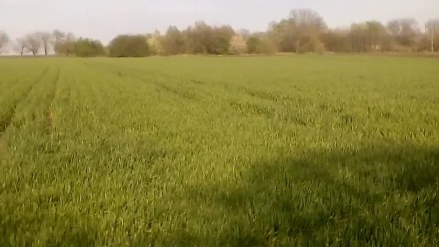 25.04.2020 внесення карбоміду на пшеницю та ячмінь. смотреть онлайн