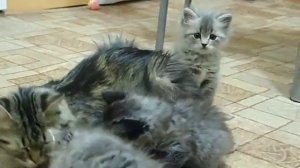 Сибирские котята - это лучшая порода!- видео 3