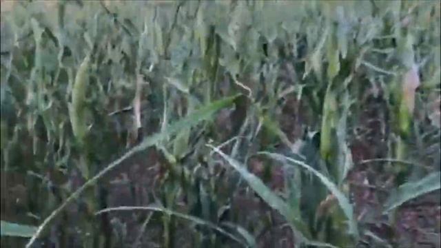 Опыты кукурузы после града смотреть онлайн