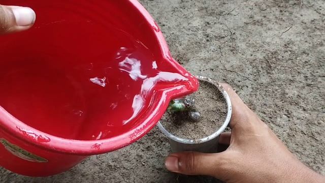 How to Grow Mango Tree use Banana | New Method Grafting Mango Tree With Banana | BuliGarden смотреть онлайн