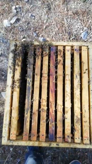 31.01.2021 Kıştan çıkan Poliüretan Kovan смотреть онлайн